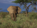 Elephant in Samburu National Park