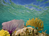 Underwater View of a Coral Reef in Belize