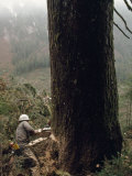 Logger with a Chainsaw Takes Down a Massive Old Tree