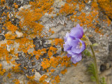 Arctic Tundra Wildflowers Growing by Lichen-Encrusted Rock