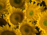 Several Sunflowers are Grouped Together at a Farmer's Market