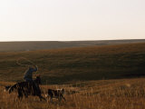 Cowboy on Horseback Attempting to Lasso a Calf