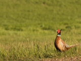 Pheasant Standing in the Grass Near Killdeer  North Dakota