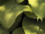 Close Up Detail of Hosta "Sun Power" Leaves
