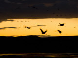 Flock of Sandhill Cranes (Grus Canadensis) Flying During Sunset