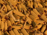 Close-up of a Mound of Ears of Corn Harvested for Livestock Feed