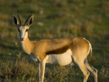 Springbok  Antidorcas Marsupialis  at Etosha National Park