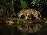 Jaguar Named Pepe Walks Near a Waterhole at the Belize Zoo