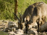 Waterboks at a Waterhole at Sunset in Etosha National Park