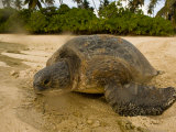 Hawksbill Turtle Crawling Back to Sea after Laying Eggs on the Beach