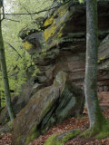 Beech Trees Growing Amid Eroded Sandstone Boulders in a Forest