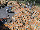 Workers Move Hundreds of Crates of Tomatoes from Field to Cannery