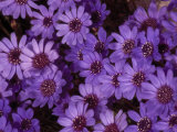 Cluster of Felicia Daisies  Felicia Heterophylla