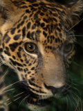 Close Up View of the Face of a Jaguar Named Boo  at the Belize Zoo