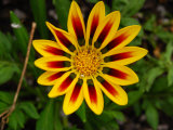 Yellow and Red Daisy-Like Flower