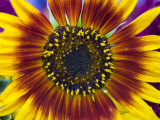 Petals and Seeds of a Sunflower Can Be Seen in This Close-Up