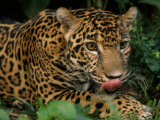 Jaguar Named Boo at the Belize Zoo Flicks its Tongue Out to Lick its Lips