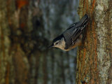 White-Breasted Nuthatch  Sitta Carolinensis  Creeping on a Treetrunk