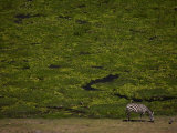 Zabra Grazing in a Green Landscape