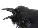 Cawing Crow in Yellowstone National Park