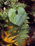 Fern Frond and a Heart-Shaped Leaf in a Shady Woodland Setting