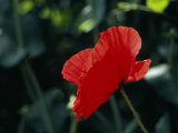 Delicate Red Poppy Flower