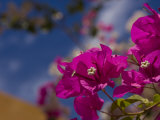 Close View of a Bouganvilla Blossom