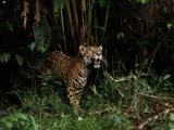 Jaguar Named Boo Roam Through a Thicket at a Zoo in Belize