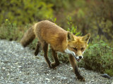 Red Fox in Alaska