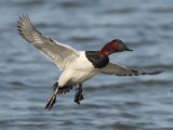 Flying Canvasback