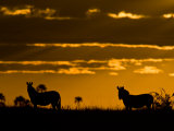 Two Burchell's Zebra Silhouetted at Twilight