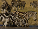 Herd of Burchell's Zebras Drinking at a Watering Hole