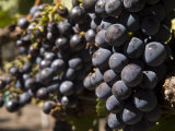 Close Up Red Grapes on the Vine