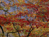 Branches of Red Maple Tree Weave a Colorful Fall Tapestry