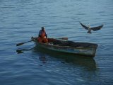 Great Blue Heron  Ardea Herodias  Catching a Ride with a Fisheman