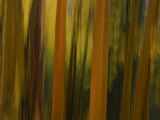 Close Up and Soft Focus of Aspen Trees in the Fall