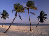 Empty Beach with Palm Trees in Key West