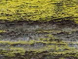 Yellow Sulfer Lichens on an Eroded Sandstone Surface