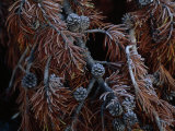 Frost Covers the Branches of a Pine Tree