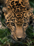 Close-up Portrait of a Jaguar's Heada