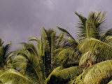 Palm Tree Fronds Against a Cloud-Filled Sky