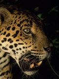 Close Up of a Jaguar's Face