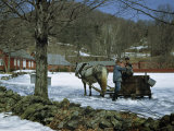 Farmer Collects Maple Sap for Boiling Down into Maple Syrup