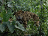 Jaguar Snarls at the Camera
