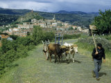 Oxen Pulling a Cart Follow a Farmer as He Walks Homeward
