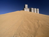 Piles of Wheat During Wheat Harvest at Train Depot