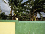 Fence and Palm Trees
