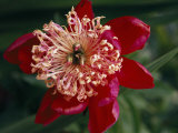 Close View of a Beautiful Magenta Flower