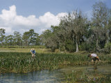 Men Hand-Dredge a Lake Bottom Looking for Dragonfly Nymphs