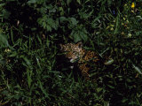 Jaguar Hides in the Bushes
